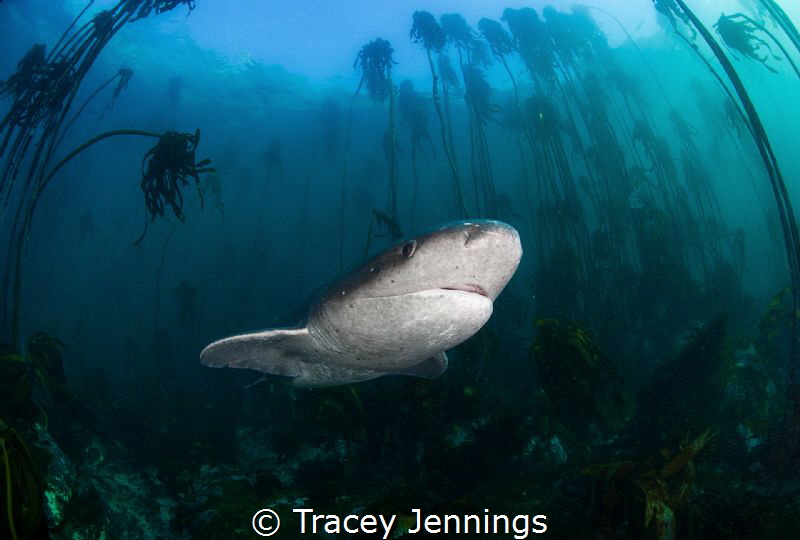 Kelp forest South Africa by Tracey Jennings 