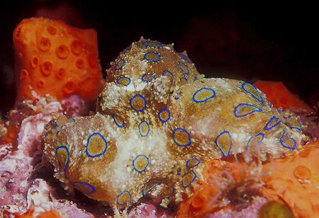 Blue ring octopuss. It was our last dive in PNG and my bo... by Raul Rodriguez 