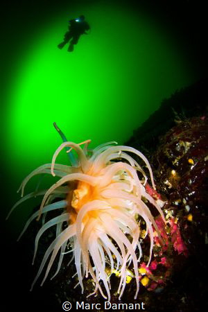 A bright jewel in the deep! A diver floats thru the cold ... by Marc Damant 