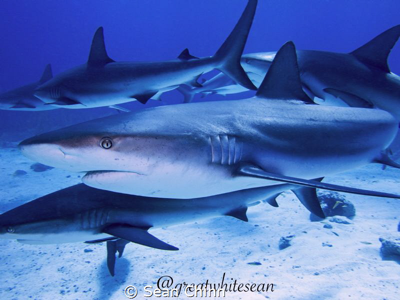 "What you looking at?" by Sean Chinn 