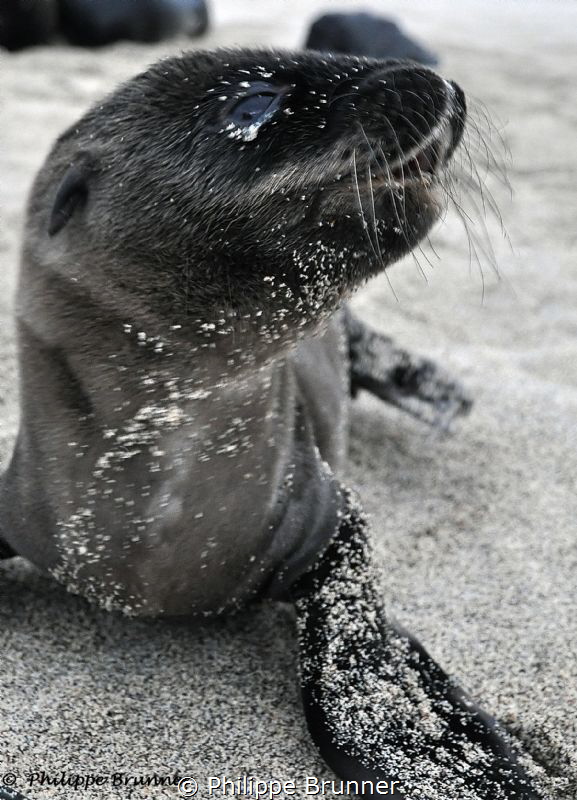 Baby Sea lion by Philippe Brunner 