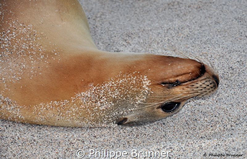 Sea lion by Philippe Brunner 