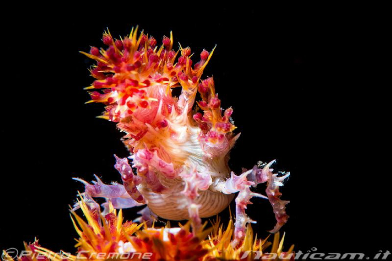 Candy Crab by Pietro Cremone 