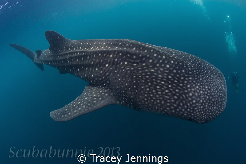 The joys of perspective by Tracey Jennings 