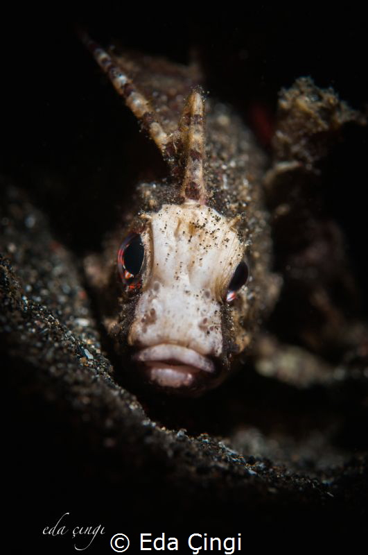 - Say something I want to talk 
wasp fish by Eda Çıngı 