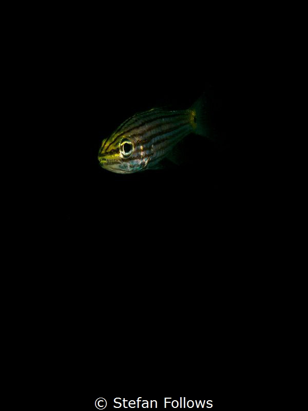 In my Solitude ... ! Cardinalfish - Apogonidae sp. Chalok... by Stefan Follows 