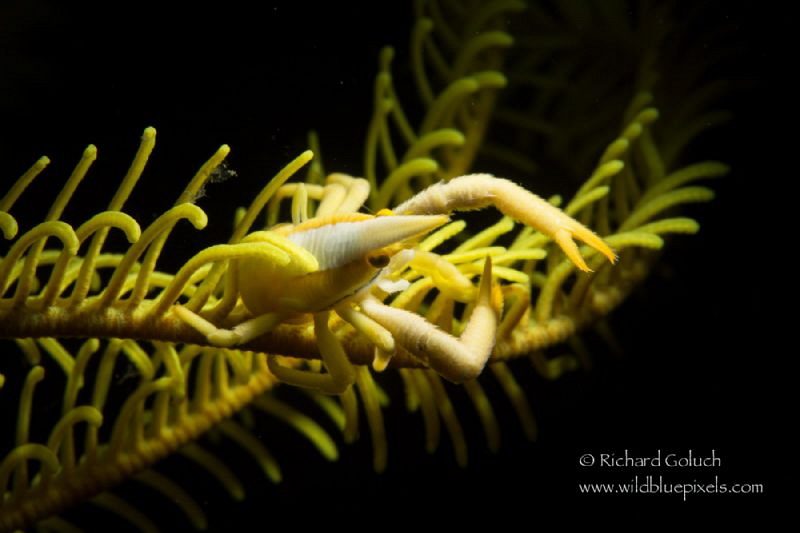 Squat Lobster,snoot lighting-Anilao,Phillippines by Richard Goluch 