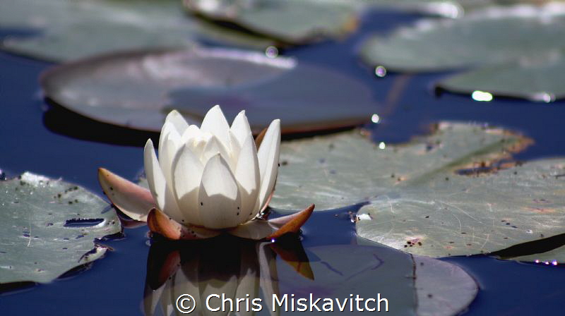 As I was about to drop below for a lake dive; I noticed a... by Chris Miskavitch 