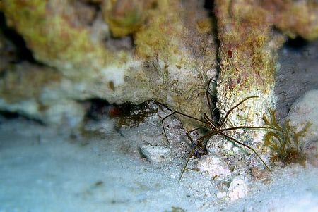 Arrow Crab, taken in Duck Key... just south of Key Largo,... by Matthew Clark 