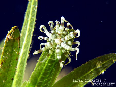 Swimming anemone (Boloceroides mcmurrichii) on seagrass l... by Laura Dinraths 