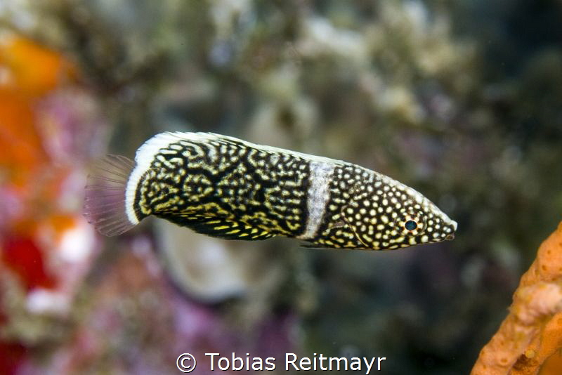 Juvenile Whitespotted wrasse, Elephant Head Rock. Tiny ju... by Tobias Reitmayr 