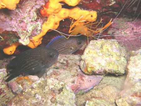 Prawn and damselfish by Hakan Taslicay 