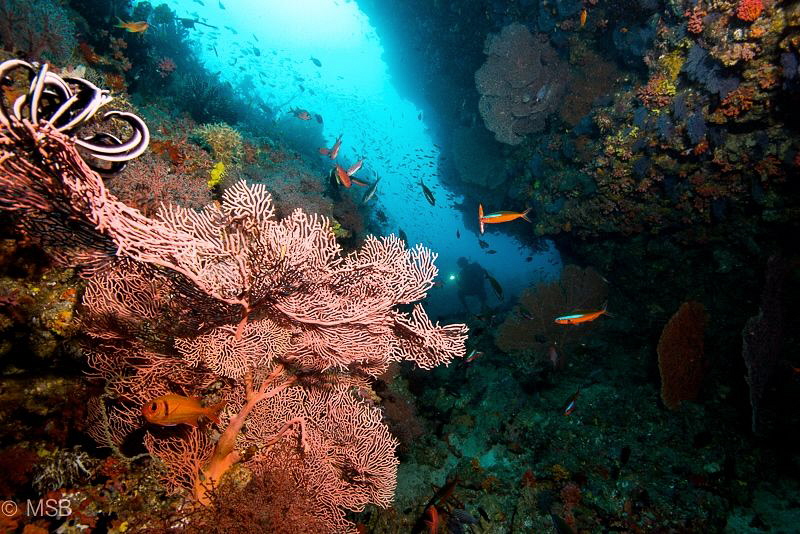 My favorite thila at south ari atoll. by Mehmet Salih Bilal 