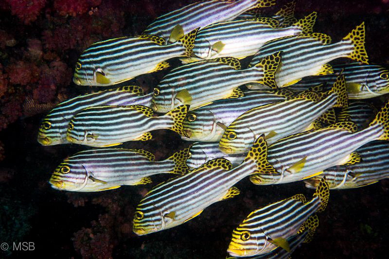 Sweetlips in Maldives. by Mehmet Salih Bilal 