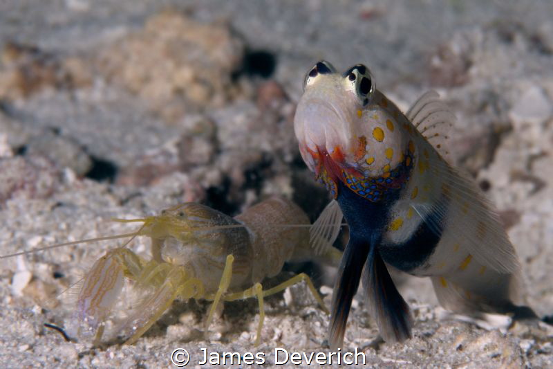 Orange spotted goby with partner shrimp. Amblyeleotris gu... by James Deverich 