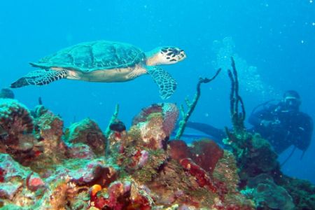 Turtle and diver. Olympus MJU410 + Epoque 230DS Strobe, c... by Steve Laycock 
