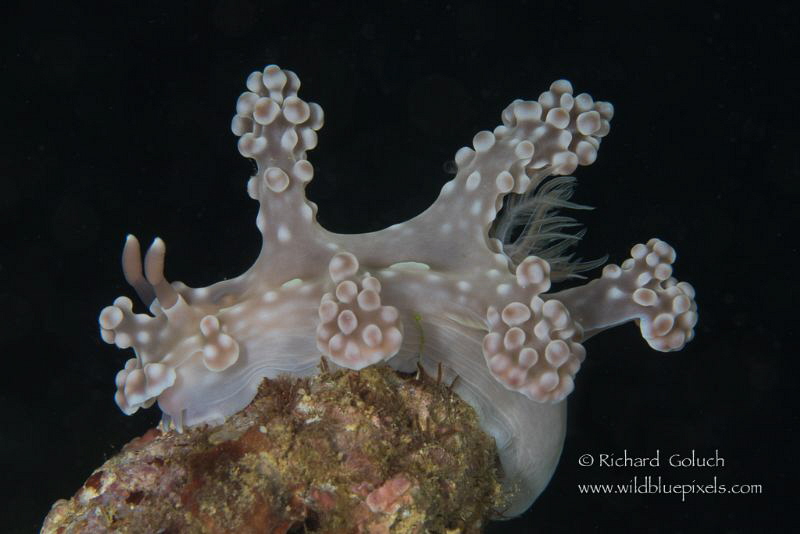 Miamira Alleni,Anilao,Phillippines. by Richard Goluch 