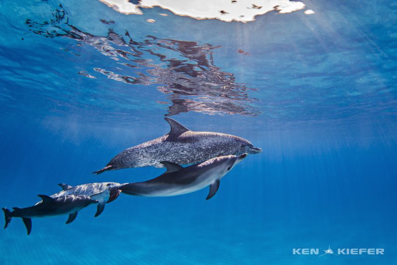 two pairs of mother/baby Spotted Dolphins in Bimini
Poti... by Ken Kiefer 