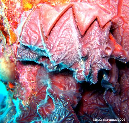 "Sawtooth" clam. Super macro. World War II Iro Maru shipw... by Leigh Chapman 