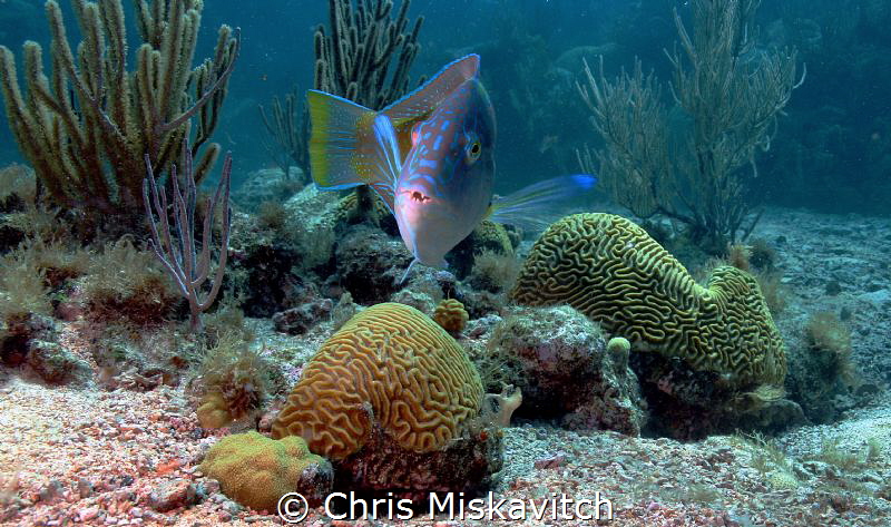 Seemed curious about the camera..... by Chris Miskavitch 