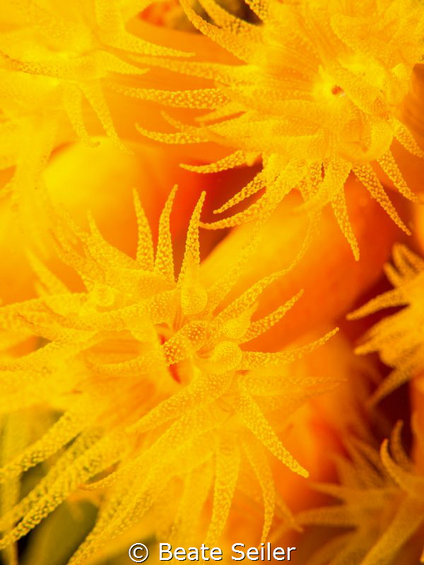 Cup coral garden by Beate Seiler 