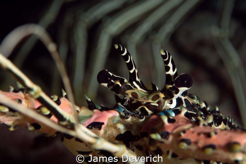 Lobster close up with lobster leg background. by James Deverich 