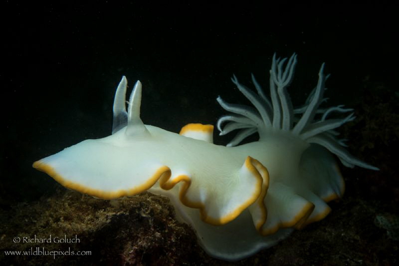 Ardeadiris egrretta,snoot lighting-Amilao,Phillippines. by Richard Goluch 