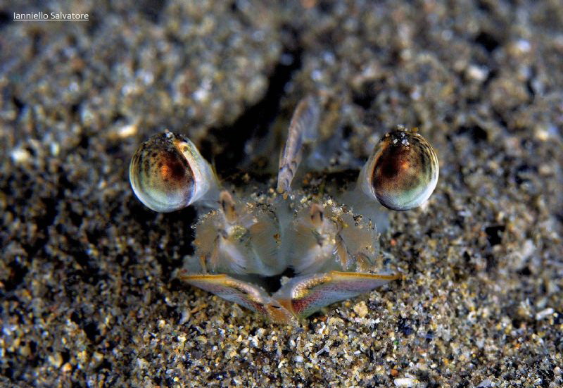 eyes by Salvatore Ianniello 