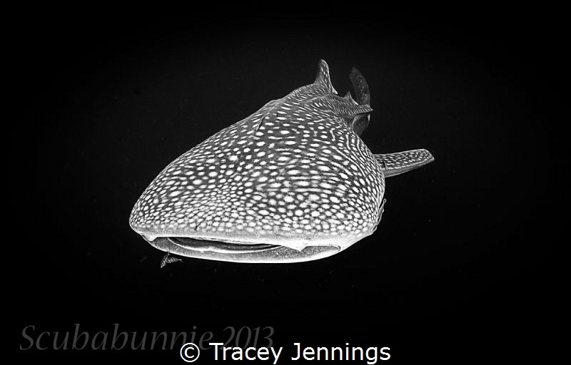 Simplicity by Tracey Jennings 