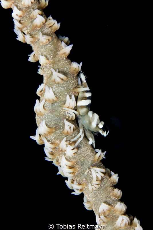 Sea whip shrimp, just at the entrance of the cathedral, K... by Tobias Reitmayr 