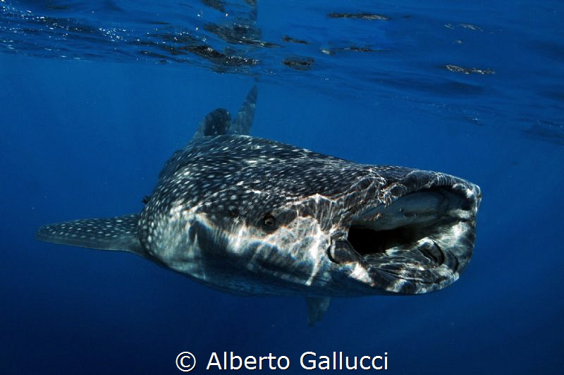 Under the sun rays by Alberto Gallucci 