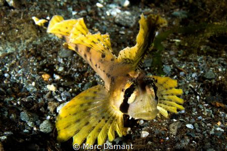 Delicate as a fan! Posing for a mate this uniquely colore... by Marc Damant 