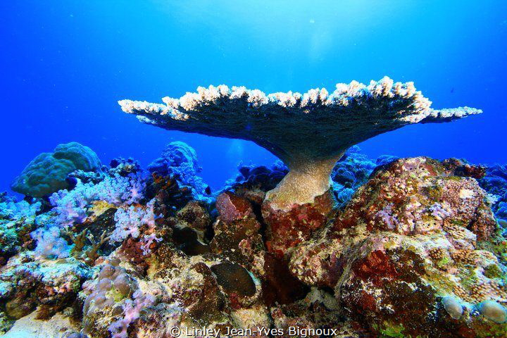 Plate Coral -Mauritius/Linley Jean-Yves Bignoux
Canon 7d... by Linley Jean-Yves Bignoux 
