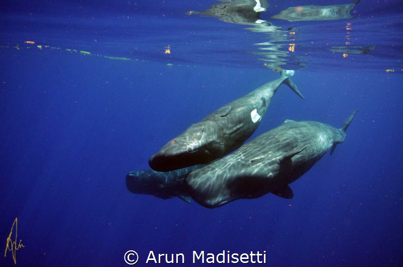 "The third wheel". male and female with another female be... by Arun Madisetti 