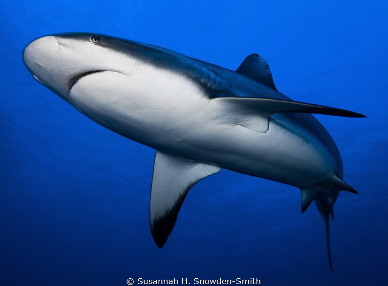 "Fly-By"

Caribbean reef shark on Grand Cayman. by Susannah H. Snowden-Smith 