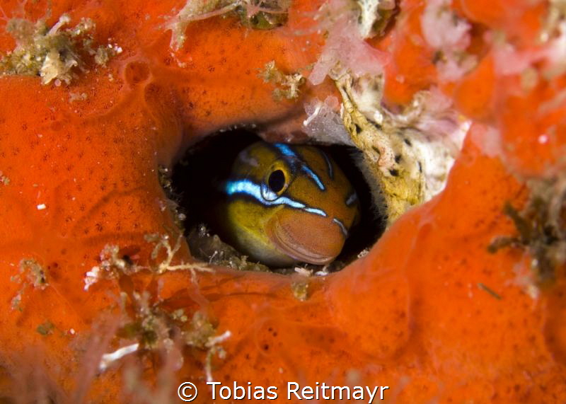 Fangtooth blenny, Koh Haa by Tobias Reitmayr 