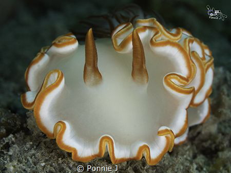Glossodoris sp.

The salted egg by Ponnie J 