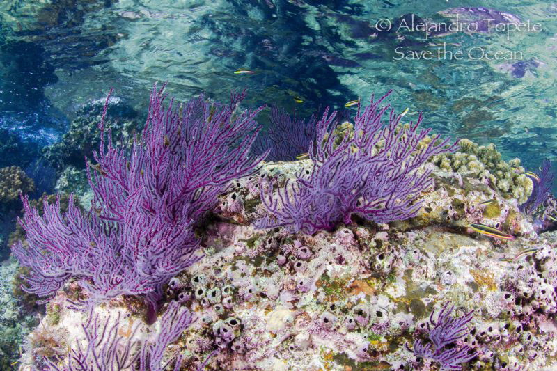 Shalow, La Paz Mexico by Alejandro Topete 