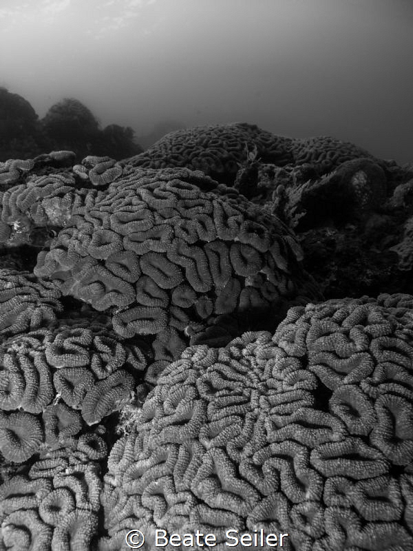 The brain by Beate Seiler 