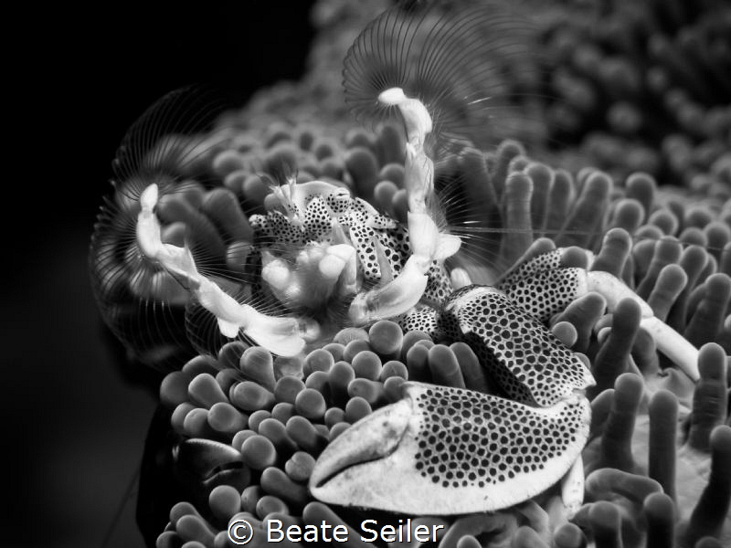 Hello, I'm over here by Beate Seiler 