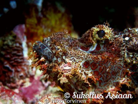 Scorpion fish in Sumilon, Philippines (edited) by Niko Torvinen 