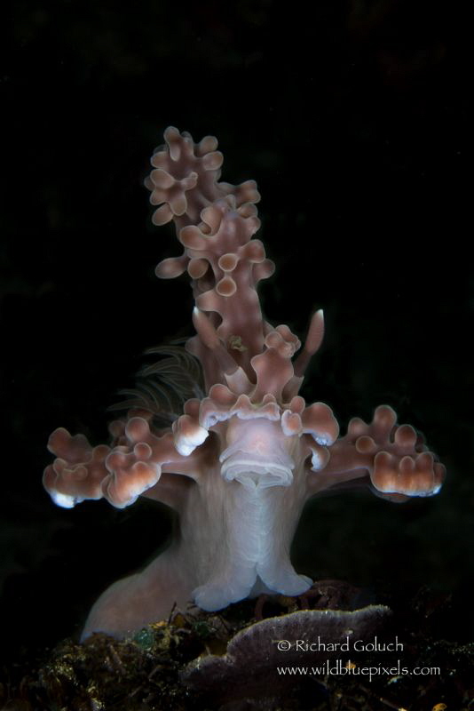 Miamira Alleni-Anilao,Phillipines. by Richard Goluch 