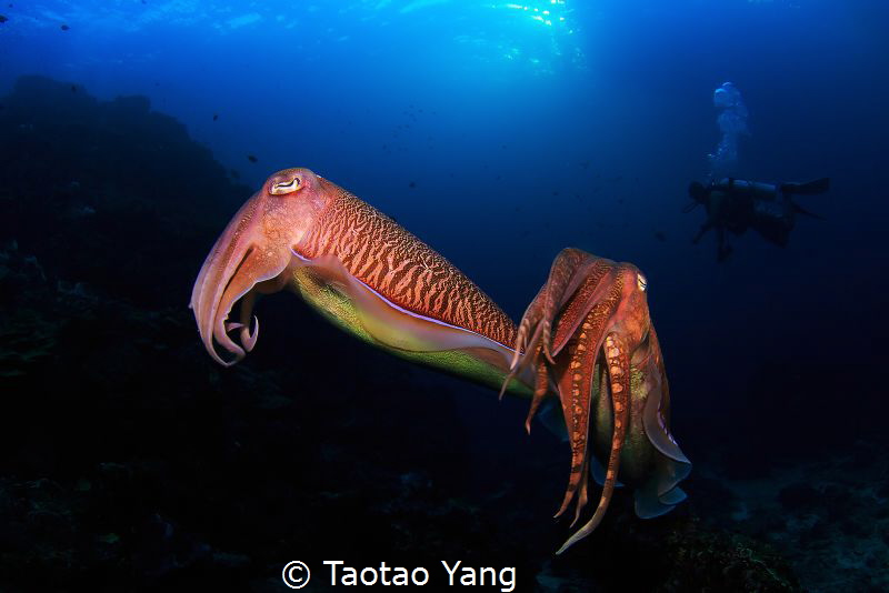 The squid couple before mating by Taotao Yang 