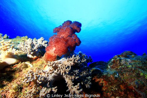 Balaclava ,Mauritius ,Northern Mauritian coast
Linley Je... by Linley Jean-Yves Bignoux 