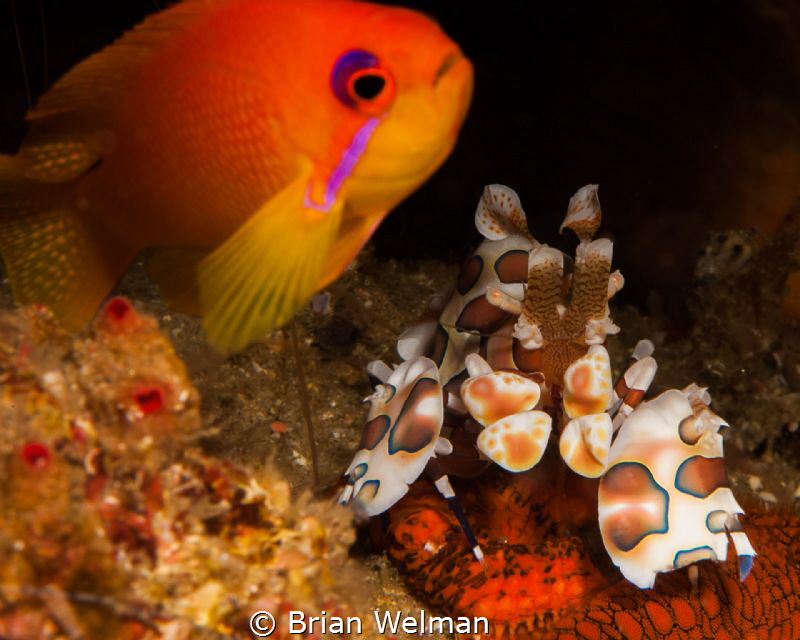 "Friends" by Brian Welman 