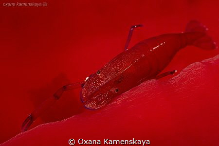 "Danae"
Emperor Shrimp On A Spanish Dancer by Oxana Kamenskaya 