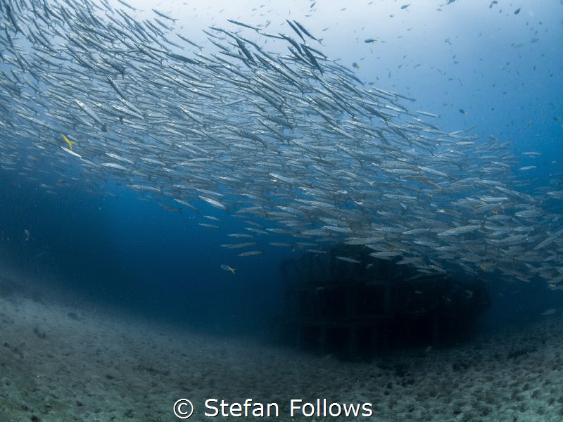 trans- ‘through’ + spirare ‘breathe'. Chevron Barracuda -... by Stefan Follows 