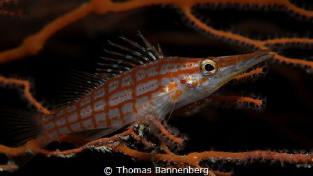 Longnose hawkfish
NIKON D7000 in a Seacam "Prelude" uw h... by Thomas Bannenberg 