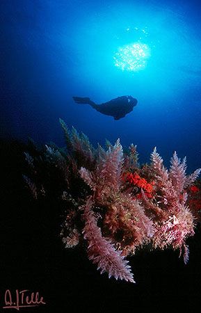 Diver, sun and not much more. Sometimes that's all one ne... by Arthur Telle Thiemann 