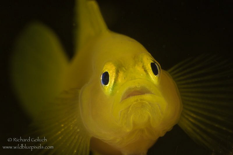 Yellow pygmy goby,full frame ,no crop-Anilao,Phillippines by Richard Goluch 